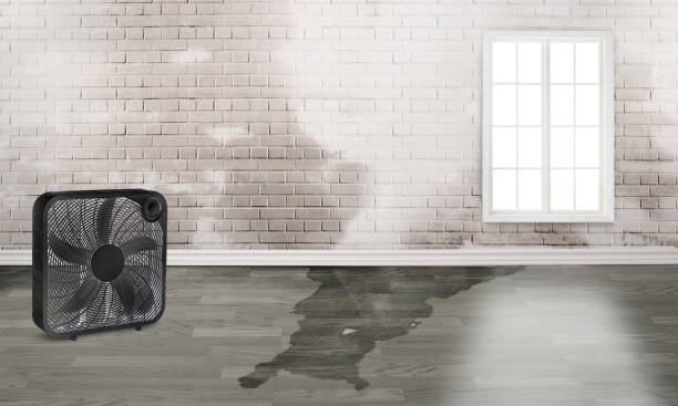 Best Water damage restoration near me  in Desert Hills, AZ